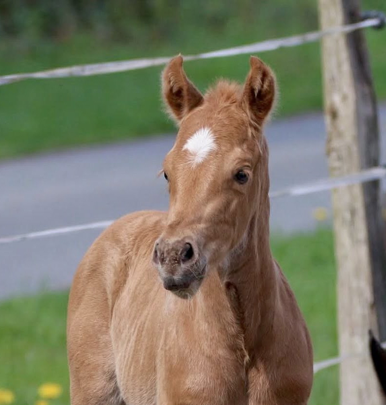 Toffee21.4-13 Toffee21.4-13